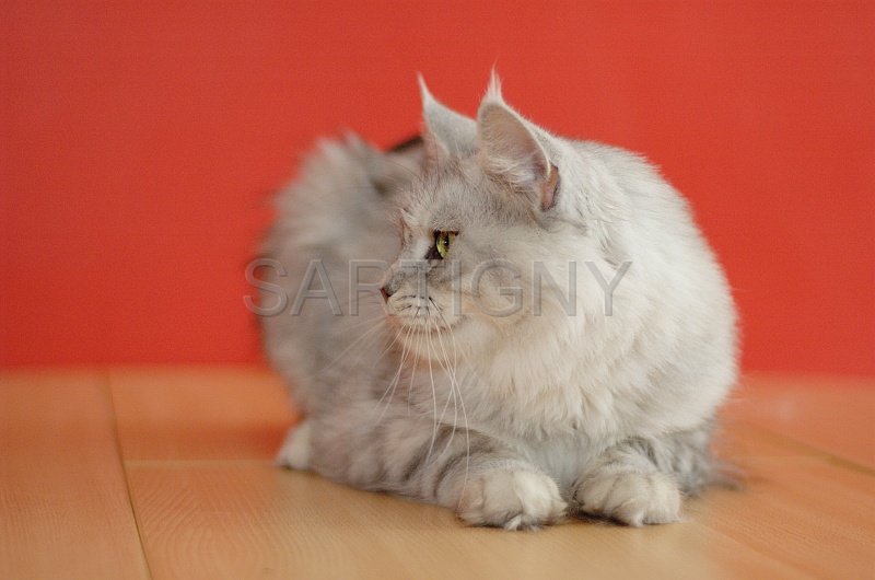 MAIN_COON_057.jpg