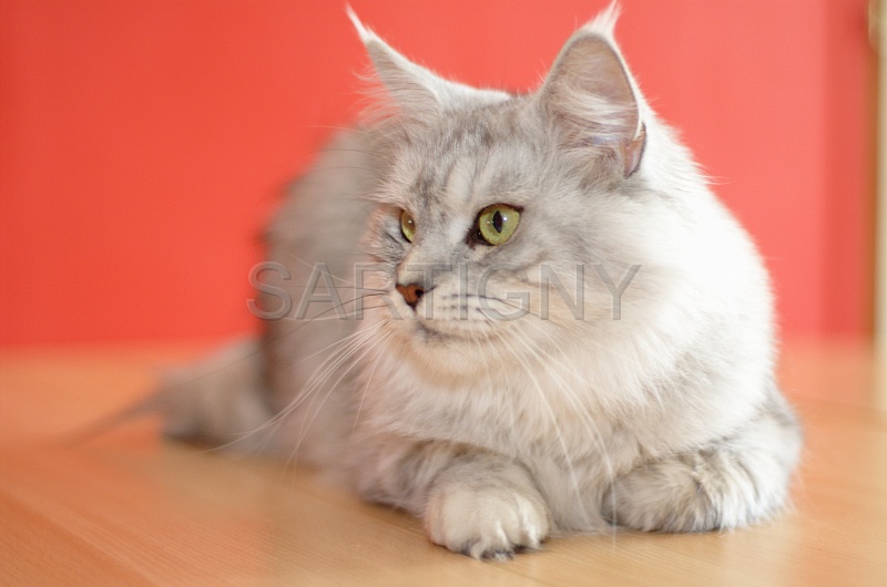 MAIN_COON_061.jpg