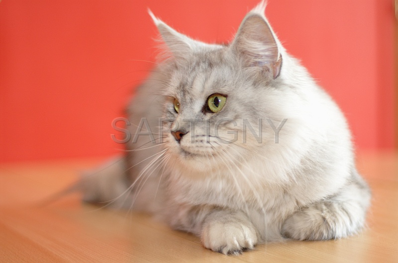 MAIN_COON_062.jpg