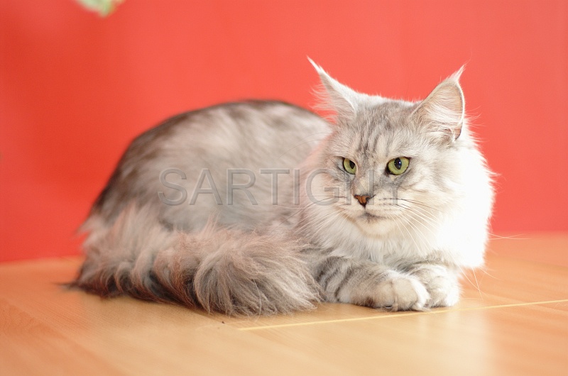 MAIN_COON_066.jpg