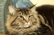 MAIN_COON_001