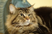 MAIN_COON_002