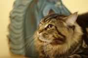 MAIN_COON_003