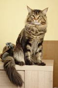 MAIN_COON_004
