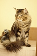 MAIN_COON_005