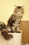 MAIN_COON_006