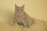 MAIN_COON_008