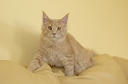 MAIN_COON_009