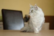 MAIN_COON_010