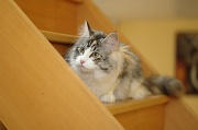 MAIN_COON_011