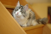 MAIN_COON_012