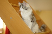 MAIN_COON_013