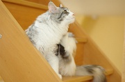 MAIN_COON_014