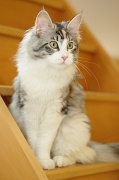 MAIN_COON_015