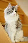 MAIN_COON_016