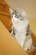 MAIN_COON_017