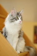 MAIN_COON_018
