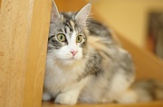 MAIN_COON_019