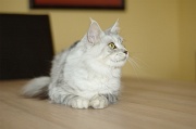 MAIN_COON_020