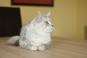 MAIN_COON_021