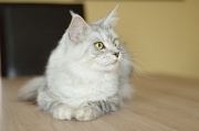 MAIN_COON_022