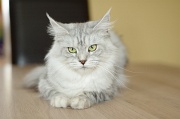 MAIN_COON_023