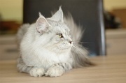 MAIN_COON_024
