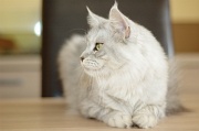MAIN_COON_025