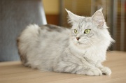 MAIN_COON_026