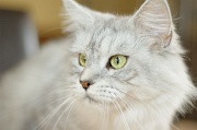 MAIN_COON_027