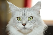 MAIN_COON_028