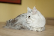 MAIN_COON_029