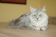 MAIN_COON_030