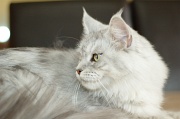 MAIN_COON_031