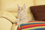 MAIN_COON_032
