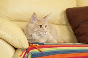 MAIN_COON_033