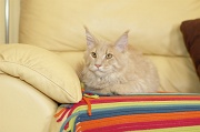 MAIN_COON_034