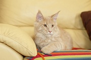MAIN_COON_035
