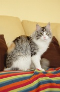 MAIN_COON_036