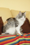 MAIN_COON_037