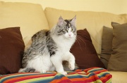 MAIN_COON_039