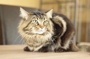 MAIN_COON_040
