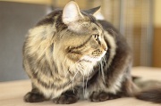 MAIN_COON_041