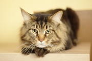 MAIN_COON_042