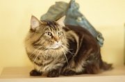 MAIN_COON_043