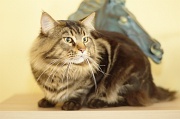 MAIN_COON_044