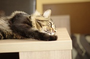 MAIN_COON_045