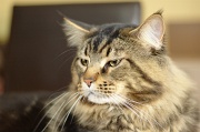 MAIN_COON_046