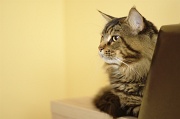 MAIN_COON_048