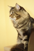 MAIN_COON_049